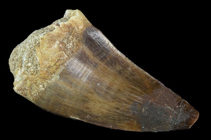 Mosasaur (Prognathodon) Tooth #96786
